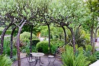 Sorbus aria formé dans une tonnelle entourée de plantes à feuillage solide, y compris le phormium, les euphorbes et les fougères au RHS Wisley Garden