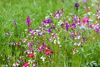 Fleurs annuelles en prairie dont Linaria maroccana 'Sweeties' et lin écarlate, Linum grandiflorum 'Rubrum' à RHS Harlow Carr en juillet