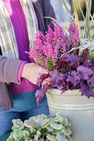 Femme plantant Erica gracilis 'Beauty Queens' en pot d'intérêt d'hiver