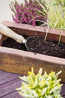 Planter un pot d'hiver avec des bruyères et des herbes - scoop avec du compost