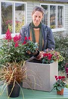 Femme plantant des cyclamens rouges au pot d'intérêt d'hiver