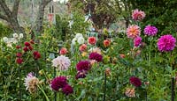 Un parterre de Dahlias