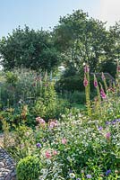 Vue sur jardin de campagne avec des roses, des digitales, Crambe cordifolia, delphiniums ox eye marguerites et astrantias.