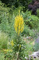 Verbascum olympicum et Echinops sont des plantes exceptionnelles dans le jardin de gravier du Munich Westpark