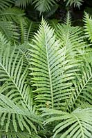 Blechnum gibbum Silver Lady