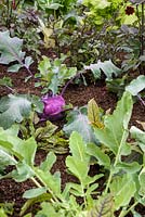 Kohlrabi violet avec des feuilles de moutarde - RHS Hampton Court Flower Show 2017 - RHS Kitchen Garden - Designer: Juliet Sargeant - Constructeur: Sandstone Design