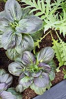 Brassica rapa subsp chinensis - Pak Choi 'Ruby' - RHS Hampton Court Flower Show 2017, - RHS Kitchen Garden - Designer: Juliet Sargeant - Constructeur: Sandstone Design