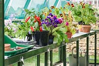 À effet de serre avec des fleurs et des plantes de poivron en pots - Jardin de santé et de bien-être - RHS Malvern Spring Festival 2017