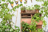 Présentoir décoratif avec des pots dans des tiroirs avec une petite Betula - RHS Malvern Spring Festival 2017