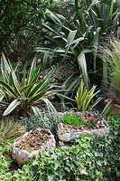 Pots en coquille remplis de Sempervivums et entourés de lierre, de Carex, de bronze Phormium et de Yucca gloriosa.