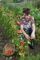 Garçon cueillant des tomates sur l'attribution, des cannes protégées avec des pots de fleurs comme mesure de sécurité pour éviter les dommages oculaires. Tomate 'Costaluto Fiorentina'