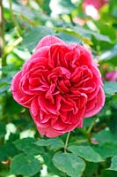 Rosa 'Boscobel' - David Austin Rose Garden, Wolverhampton, Royaume-Uni
