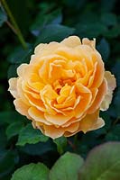 Rosa 'Molineux' - David Austin Rose Garden, Wolverhampton, Royaume-Uni