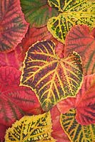 Vitis coignetiae portrait de feuilles tombées