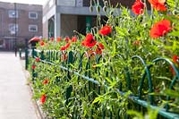 Papaver rhoeas - Plantation de fleurs sauvages de coquelicots, Clapton Park Estate