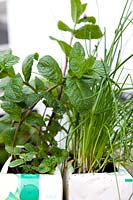 Mentha - Menthe et Allium schoenoprasum - ciboulette de plus en plus dans des cartons de jus recyclés