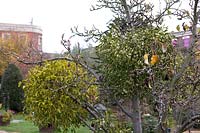 Le gui poussant sur l'arbre fruitier, Viscum album dans le jardin communautaire