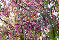 Euonymus 'Verity' - Broche ou arbre de broche