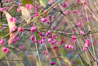 Euonymus 'Verity' - Arbre fuseau