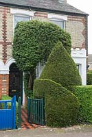 Jardin avant de maison victorienne avec pyracantha topiaire et if et haie de troènes - Hartington Grove, Cambridge.