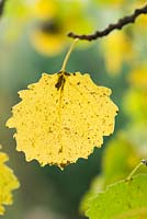 Populus tremula