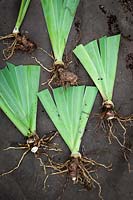 Soulever et diviser un iris à la fin de l'été - Divisions avec des feuilles coupées disposées prêtes à replanter