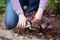 Enlever les vieilles feuilles d'un Heuchera pour encourager les nouvelles feuilles fraîches.