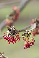 Parrotia persica - Bois de fer persan, mars