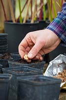 Semis de fèves dans des pots individuels dans une serre