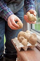 Chitting Potatoes. Placer dans une boîte à œufs sur un rebord de fenêtre intérieur.