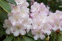 Rhododendron x manglesii, rose pâle inhabituel, l'un des nombreux rhododendrons historiques introduits dans le jardin des Hautes Hêtres au XIXe siècle.