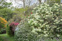 La crête du rhododendron s'élève au-dessus des azalées blanches et d'une persicaria ou polygone ou mordant pâle mauve, dans Sandling Park. Rh. La crête a des grappes de fleurs jaune primevère s'ouvrant sur des bourgeons orange pâle.