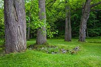 Juglans nigra - Noyer noir sur pelouse verte à la fin du printemps, Domaine Joly-De Lotbiniere Estate Garden, Sainte-Croix, Chaudière-Appalaches, Québec, Canada