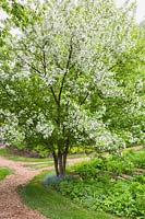 Malus domestica - Pommier commun en fleur sous-planté avec Hosta 'Royal Standard' et chemin de paillis dans le jardin au printemps, Le Jardin de Francois garden, Québec, Canada. Cette image est propriété libérée. CUPR0208