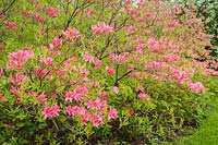 Rhododendron rose 'Rosy Lights' arbuste dans un parterre de paillis au printemps, Québec, Canada