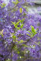 Petrea volubilis - Purple Wreath, septembre