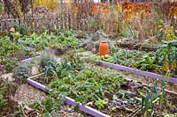 Bordures végétales de légumes et d'herbes dans le potager d'automne.