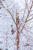 Dégâts de neige - branche cassée de l'érable japonais - Acer palmatum 'Sango kaku' endommagé par de fortes chutes de neige et de vent.