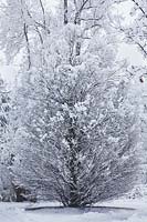 Carpinus betulus 'Columnaris' en hiver