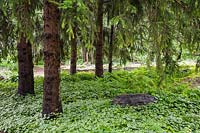 Picea abies - arbres sous-plantés de Lamium - Deadnettle, Pteridophyta - Fern plants. Jardin public du Centre de la Nature, Saint-Vincent-de-Paul, Laval, Québec, Canada