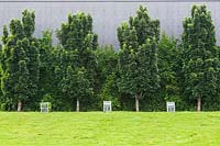 Acer platanoides 'Columnare' - Érables de Norvège et Vitis grimpant - Vignes poussant sur le côté d'un extérieur de bâtiment urbain moderne gris en été, Vieux Terrebonne, Lanaudière, Québec, Canada