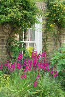 Gladiolus communis subsp. byzantinus poussant dans un jardin de devant. Eden Street Cambridge. Mai.