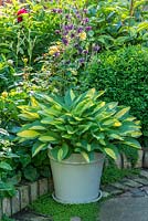 Hosta panaché en pot émaillé. Mai.