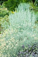 Jardin d'herbes avec Helichrysum italicum, armoise et Salvia officinalis 'Purpurascens '. Juin