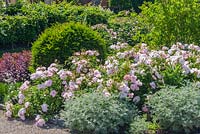 Rosa 'Scarborough Fair', Artemisia 'Powis Castle' et topiaire if. juin