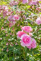 Rosa 'Cariad' et Sanguisorba officinalis 'Pink Tanna '. Juin