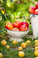 Période de récolte - pommes et poires en octobre.