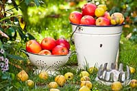 Période de récolte - pommes et poires en octobre.