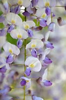 Wisteria floribunda 'Russelliana', mai.