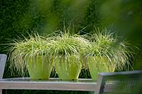 Pots vert vif avec des herbes sur table, juin.